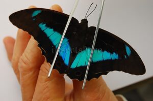 Prepona omphale A1 ♀