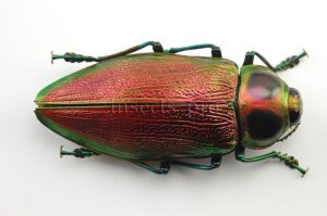 Euchroma gigantea A1 ♀ GIANT SIZE PINKISH 62mm