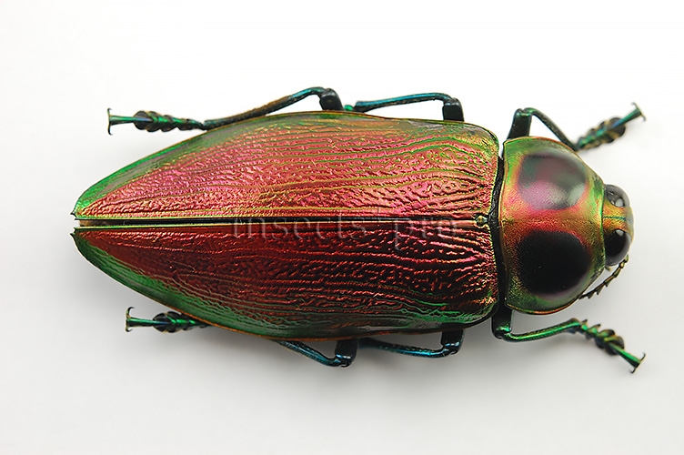 Euchroma gigantea A1 ♀ GIANT SIZE PINKISH 62mm