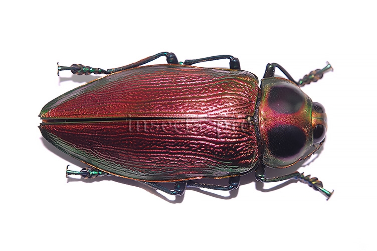 Euchroma gigantea A1 ♀ GIANT SIZE PINKISH 62mm - Image 2