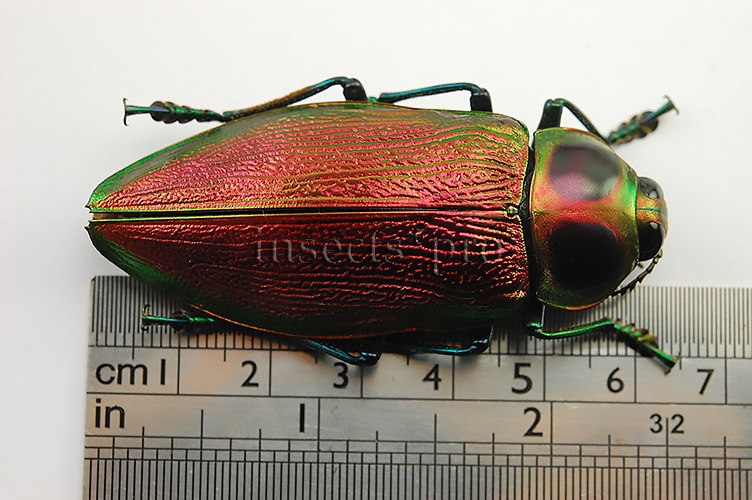 Euchroma gigantea A1 ♀ GIANT SIZE PINKISH 62mm - Image 3