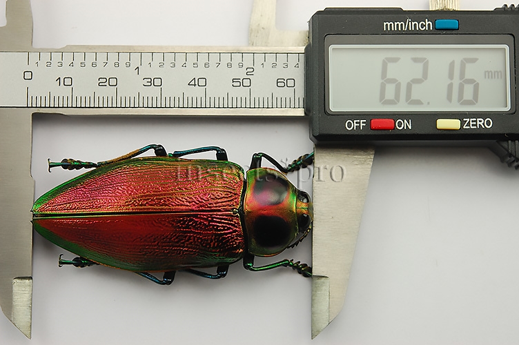 Euchroma gigantea A1 ♀ GIANT SIZE PINKISH 62mm - Image 4