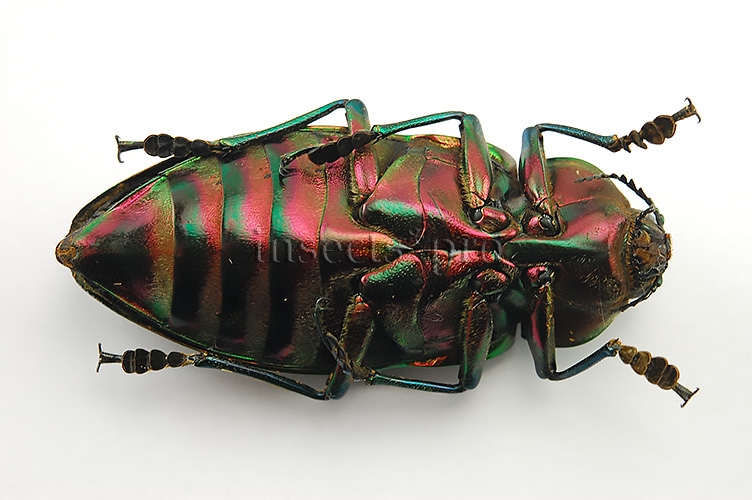 Euchroma gigantea A1 ♀ GIANT SIZE PINKISH 62mm - Image 5