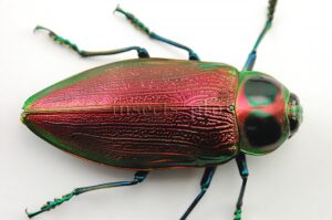 Euchroma gigantea A1 ♀ GIANT SIZE PINKISH 61mm
