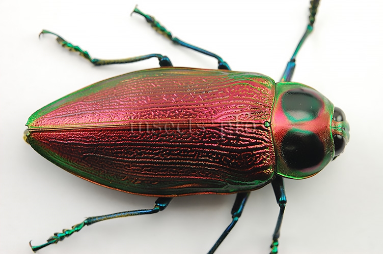 Euchroma gigantea A1 ♀ GIANT SIZE PINKISH 61mm