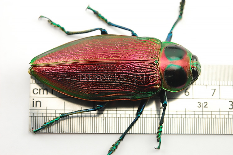 Euchroma gigantea A1 ♀ GIANT SIZE PINKISH 61mm - Image 2
