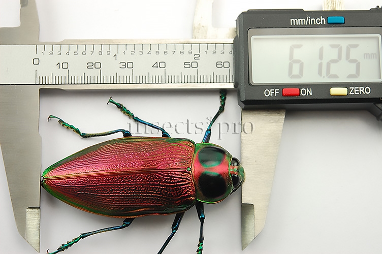 Euchroma gigantea A1 ♀ GIANT SIZE PINKISH 61mm - Image 3