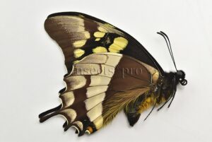 :::BULK SALE:::: Pterourus warscewiczii mercedes A1 ♂