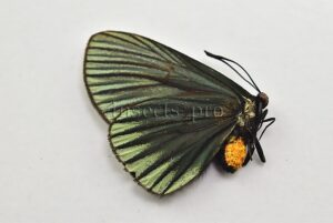 Xenandra pelopia  DESCRIBED AS CASTNIIDAE