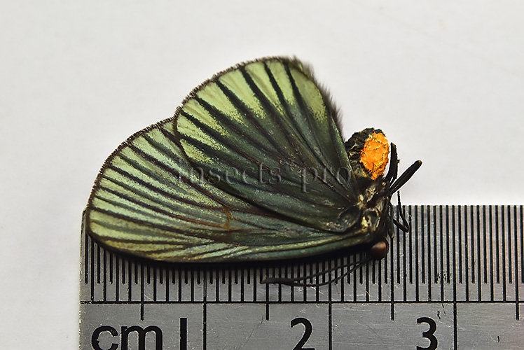 Xenandra pelopia DESCRIBED AS CASTNIIDAE - Image 2