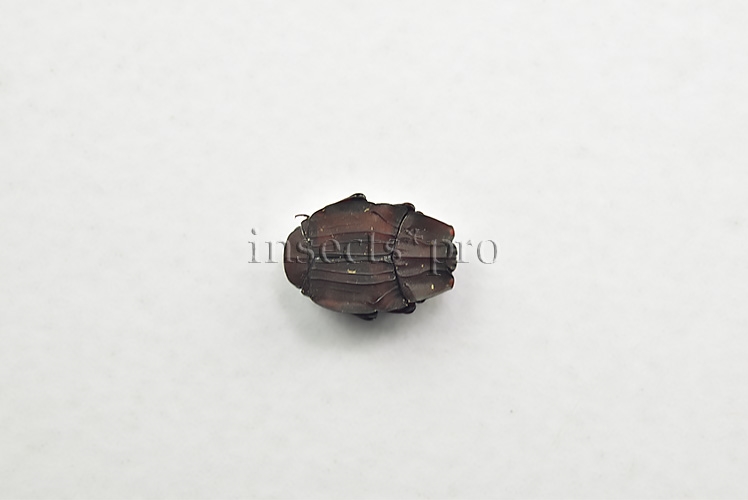 Colonides sp. A1 RARE HISTERIDAE MYRMECOPHILY