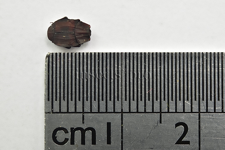 Colonides sp. A1 RARE HISTERIDAE MYRMECOPHILY - Image 2