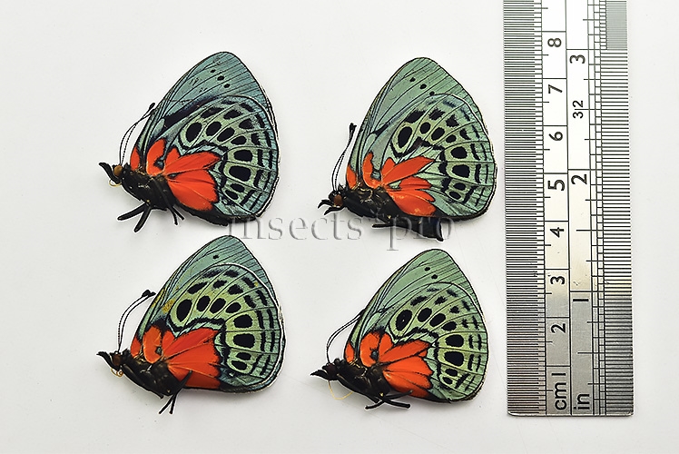 Asterope leprieuri optima A1 ♂ SET of 4 sp. - Image 2