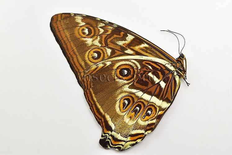 Morpho cisseis jeannoti ♂ - Image 2