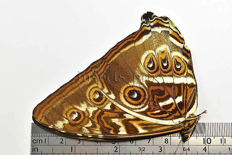 Morpho cisseis jeannoti ♂ - Image 3