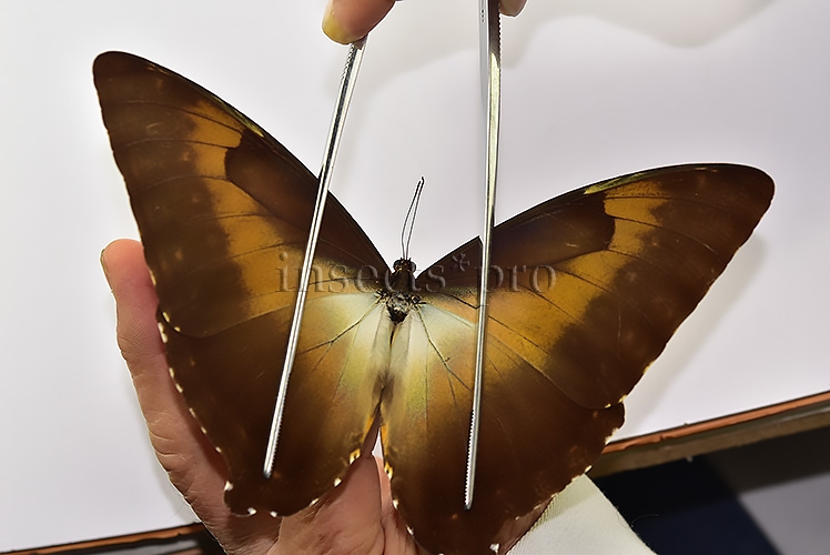 Morpho cisseis jeannoti ♂ - Image 4