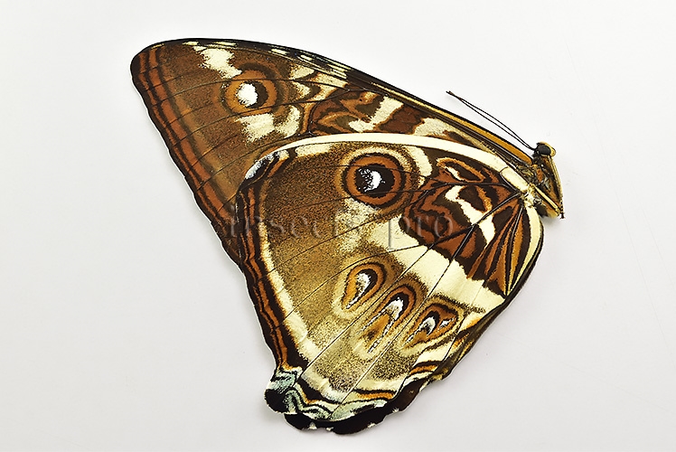 Morpho cisseis gahua f. phadena A1 ♂ - Image 2