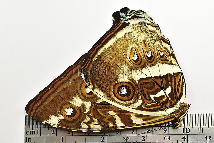Morpho cisseis gahua f. phadena A1 ♂ - Image 3