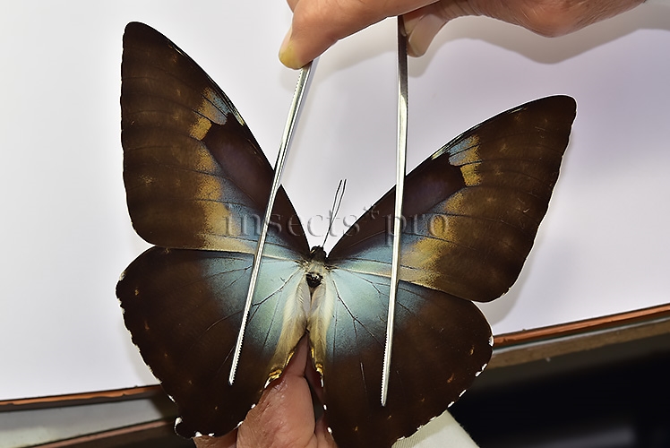 Morpho cisseis gahua f. phadena A1 ♂