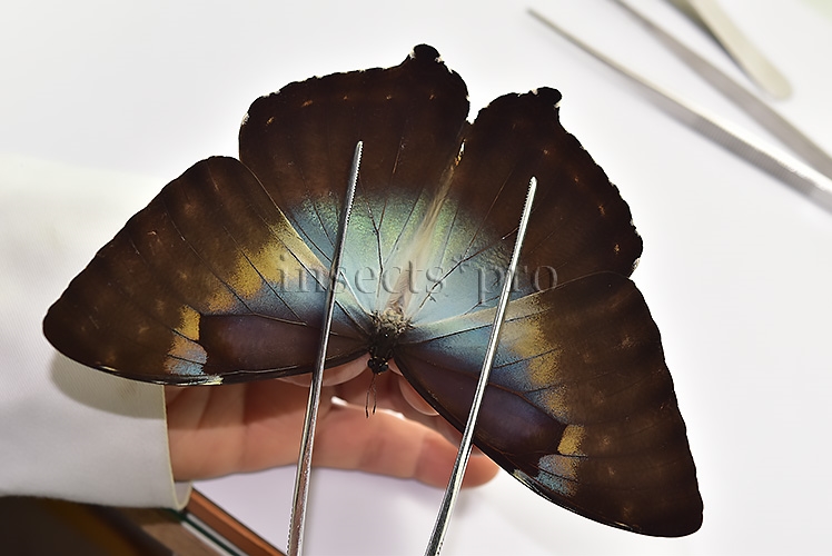 Morpho cisseis gahua f. phadena A1 ♂ - Image 4