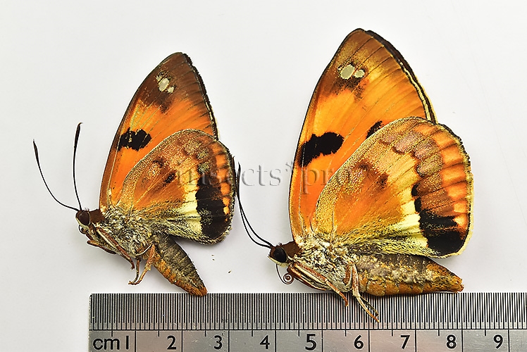 Athis fuscorubra A1 ♂♀ PAIR (male + female) - Image 2