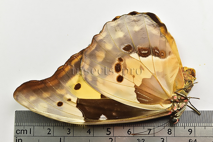 Morpho rhetenor helena ♀ - Image 2