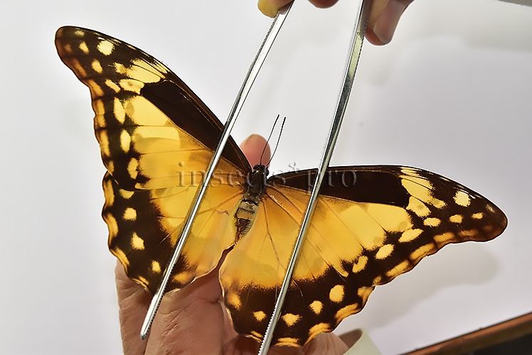 Morpho rhetenor helena ♀ - Image 4