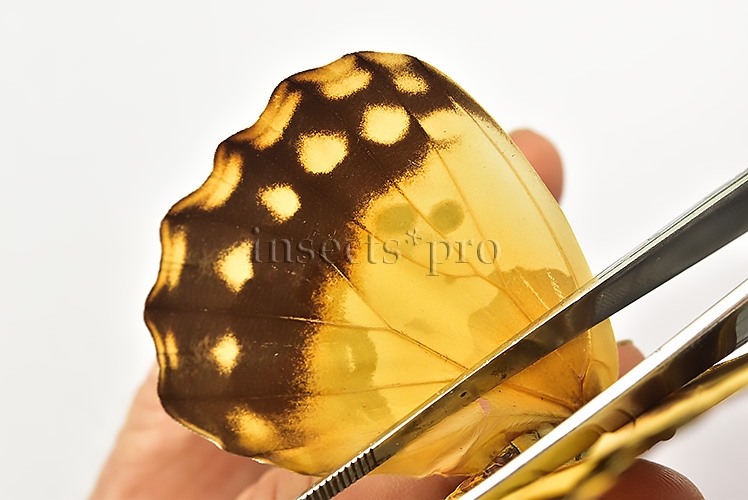 Morpho rhetenor helena ♀ - Image 3