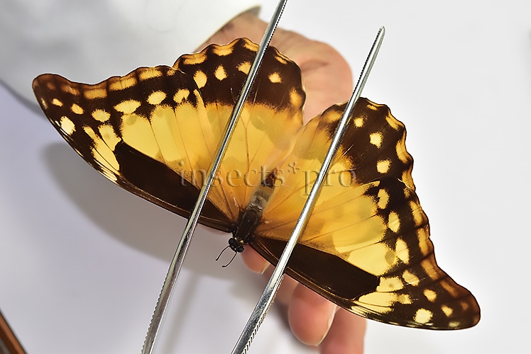Morpho rhetenor helena ♀