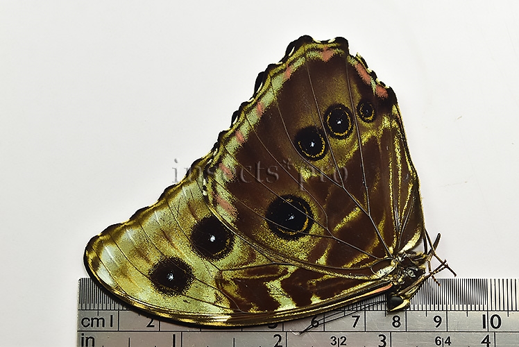 Morpho deidamia mariae ♂ ABERRATION* - Image 2