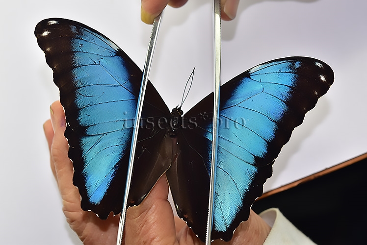 Morpho deidamia mariae ♂ ABERRATION* - Image 3