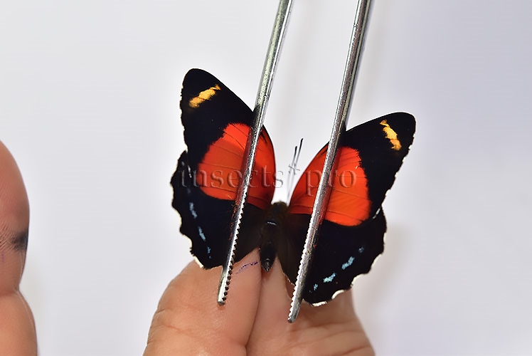 Callicore texa maimuna A1 ♀ FEMALE - Image 2