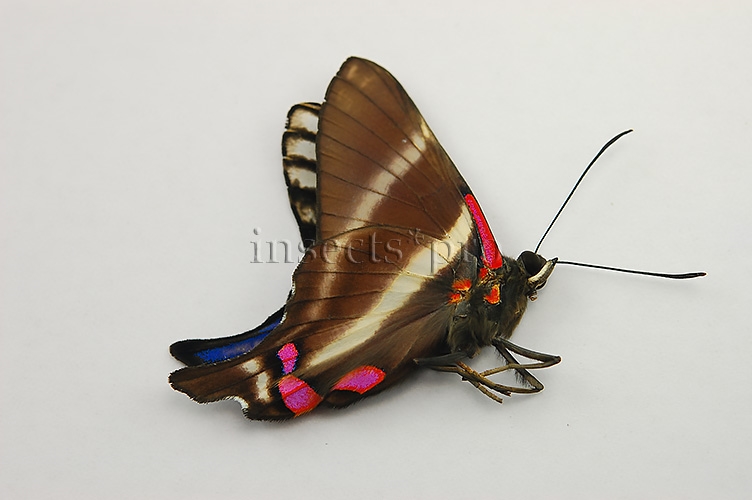 Rhetus periander A1 ♂ ABERRATION* - Image 2