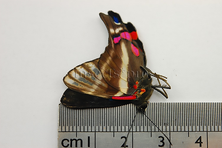 Rhetus periander A1 ♂ ABERRATION* - Image 3