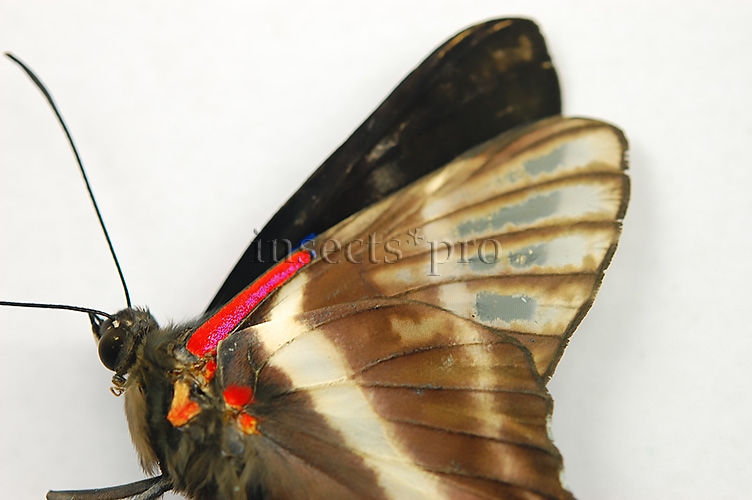 Rhetus periander A1 ♂ ABERRATION* - Image 4