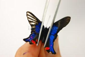 Rhetus periander A1 ♂ ABERRATION*