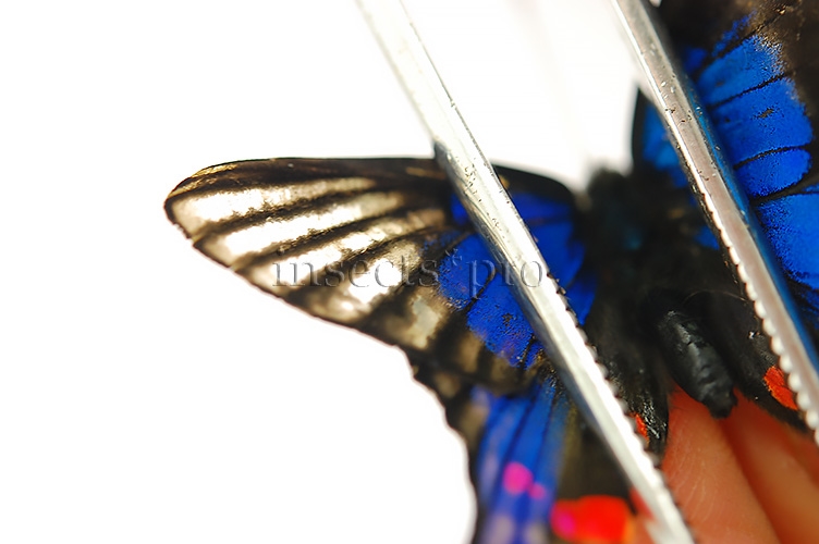 Rhetus periander A1 ♂ ABERRATION* - Image 5