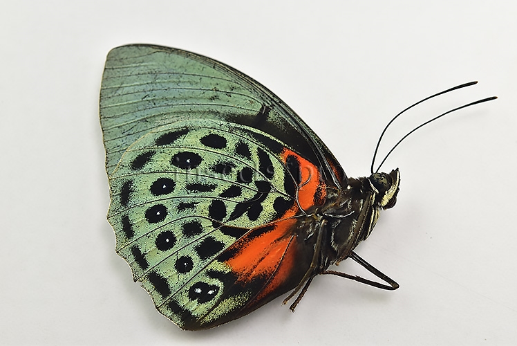 Agrias beatifica staudingeri ♂ - Image 2