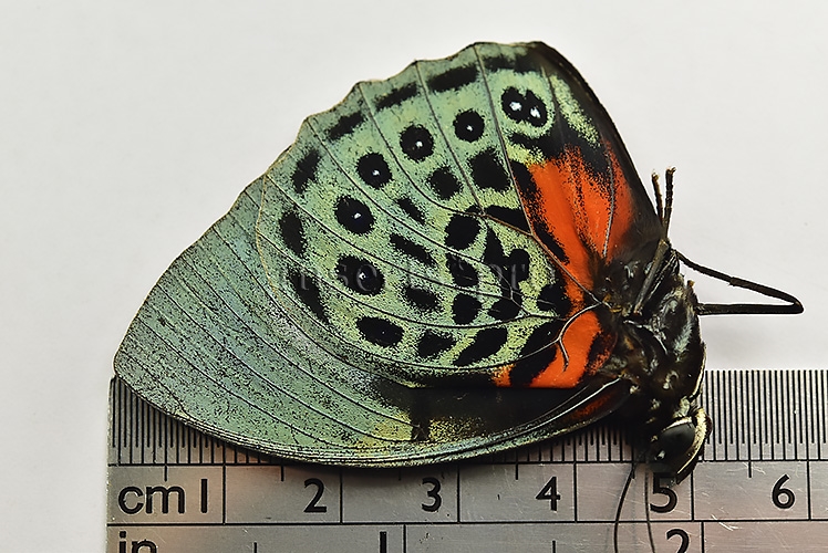Agrias beatifica staudingeri ♂ - Image 3