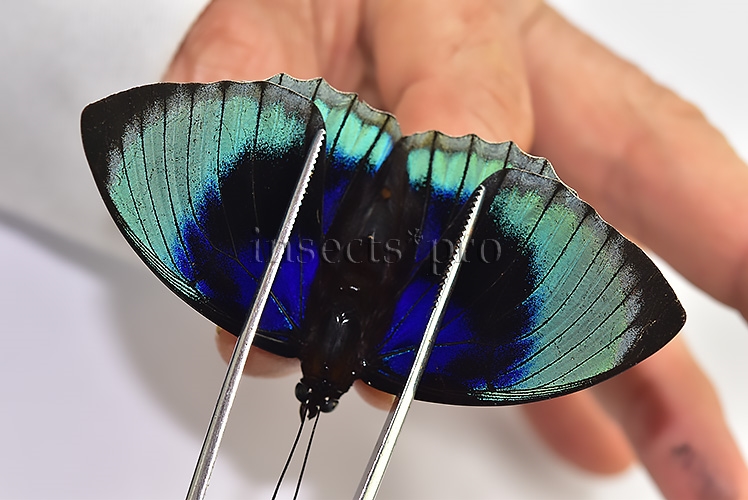 Agrias beatifica staudingeri ♂