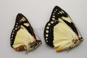Haemonides cronida pebana A1 ♂♀ PAIR (male + female)