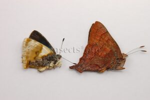 Lycaenidae spp. A1 ♂♀ NORTH PERU PAIR (male + female)