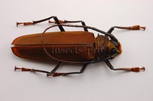 Orthomegas sp. A1 ♂ 61mm