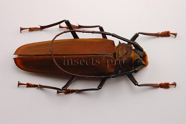 Orthomegas sp. A1 ♂ 61mm