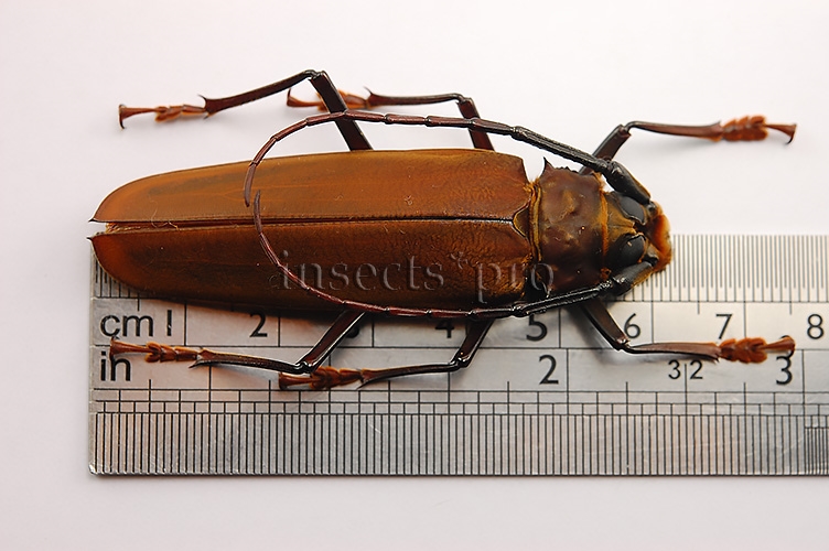 Orthomegas sp. A1 ♂ 61mm - Image 2