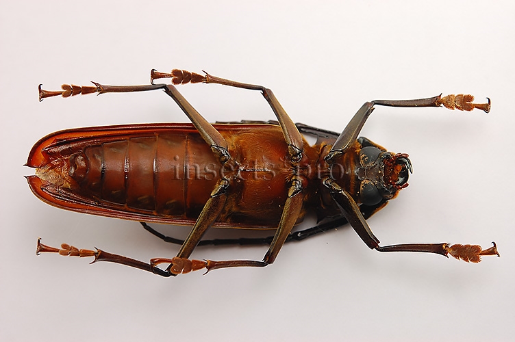 Orthomegas sp. A1 ♂ 61mm - Image 3