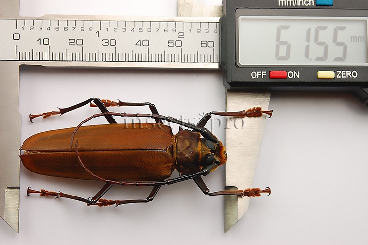 Orthomegas sp. A1 ♂ 61mm - Image 4
