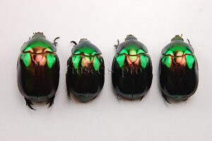 Rutelinae spp. A1 ♂♀ SET of 4 sp.
