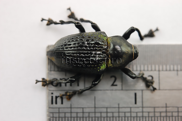 Cratosomus vaginalis A1 24mm - Image 3