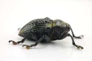 Cratosomus vaginalis A1  24mm